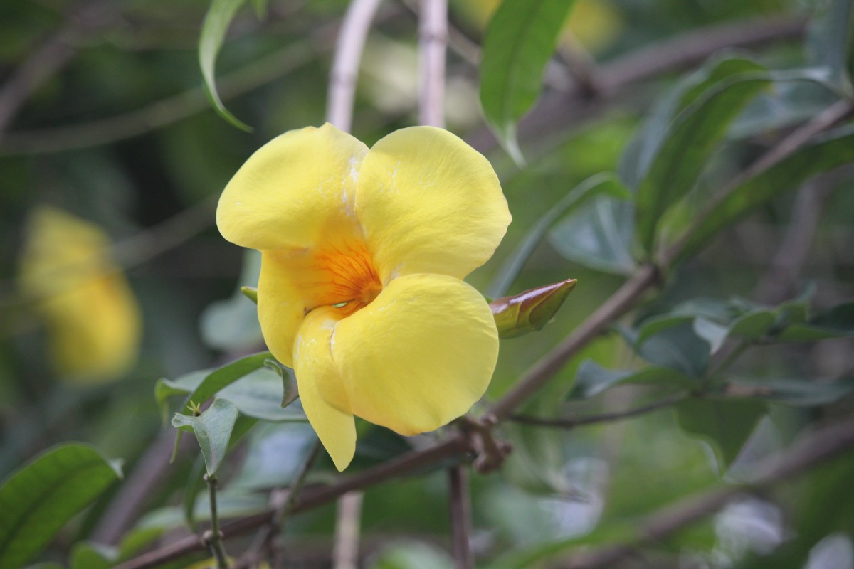 Allamanda cathartica L.